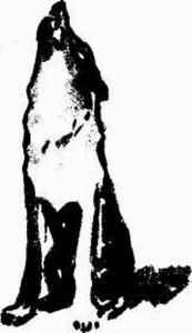 Муха с капризами (с илл.) - img510104554_m.jpg