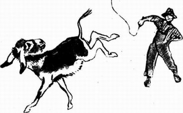 Муха с капризами (с илл.) - img510104436_m.jpg