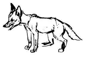 Забавные животные - i_031.jpg