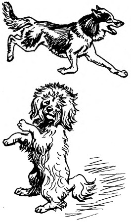 Забавные животные - i_049.jpg