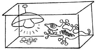 Заводи кого угодно, только не крокодила! - i_024.jpg