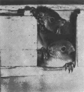 Заводи кого угодно, только не крокодила! - i_045.jpg