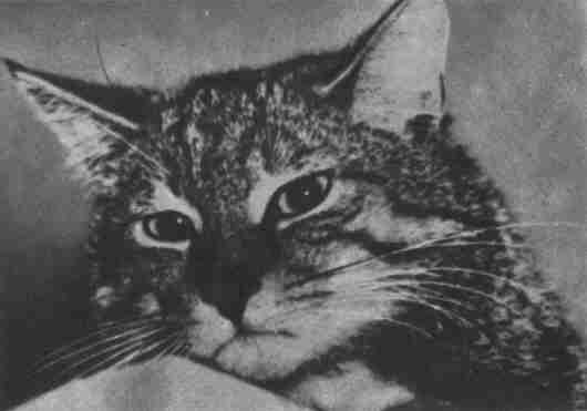 Заводи кого угодно, только не крокодила! - i_047.jpg