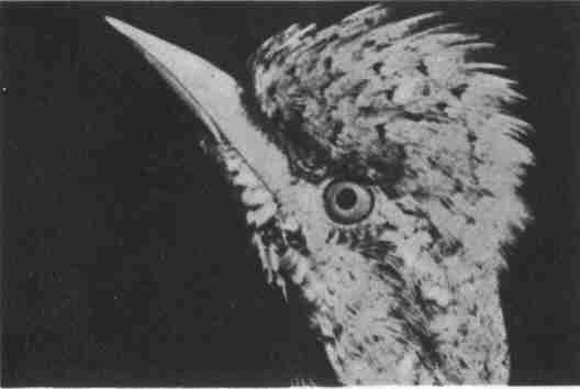 Заводи кого угодно, только не крокодила! - i_049.jpg