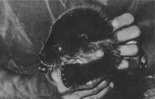 Заводи кого угодно, только не крокодила! - i_050.jpg