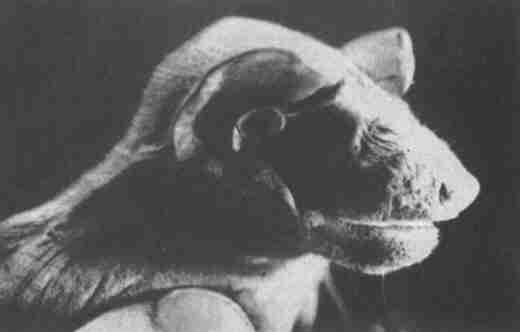 Заводи кого угодно, только не крокодила! - i_053.jpg