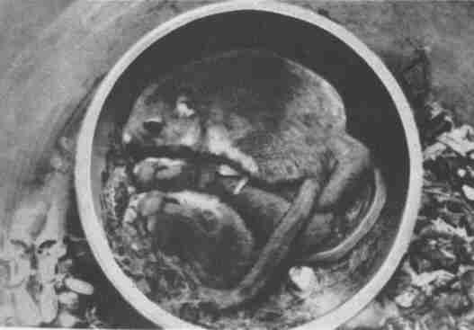 Заводи кого угодно, только не крокодила! - i_054.jpg