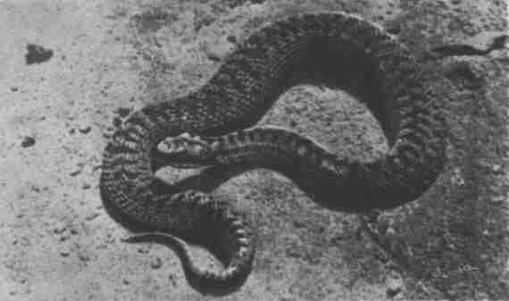 Заводи кого угодно, только не крокодила! - i_055.jpg