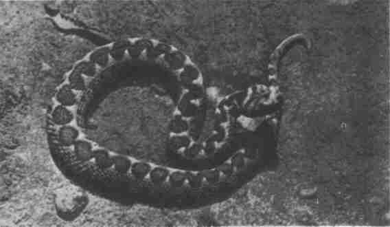 Заводи кого угодно, только не крокодила! - i_056.jpg