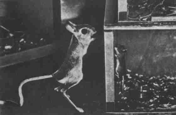 Заводи кого угодно, только не крокодила! - i_058.jpg