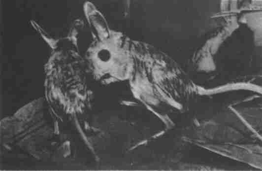 Заводи кого угодно, только не крокодила! - i_059.jpg