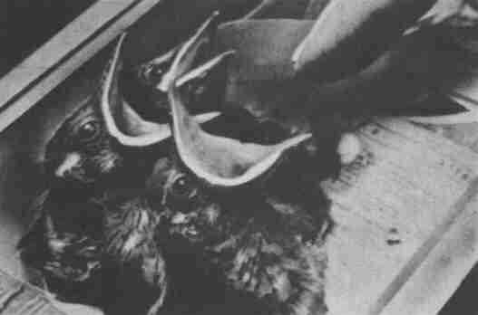 Заводи кого угодно, только не крокодила! - i_060.jpg