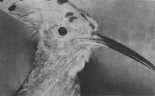 Заводи кого угодно, только не крокодила! - i_061.jpg