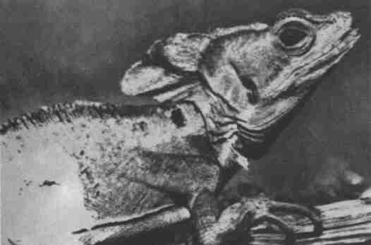 Заводи кого угодно, только не крокодила! - i_062.jpg