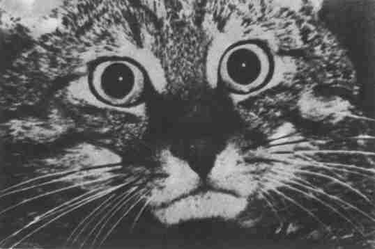 Заводи кого угодно, только не крокодила! - i_063.jpg