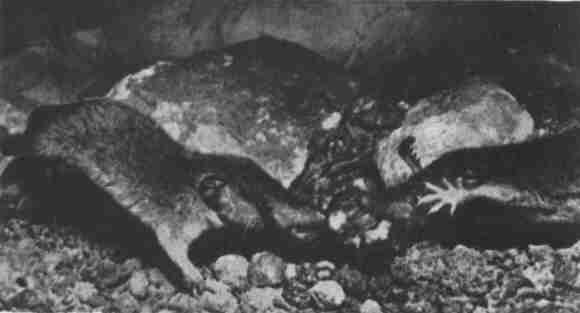 Заводи кого угодно, только не крокодила! - i_064.jpg