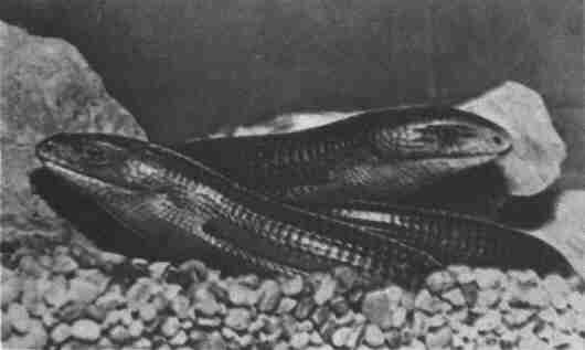 Заводи кого угодно, только не крокодила! - i_066.jpg