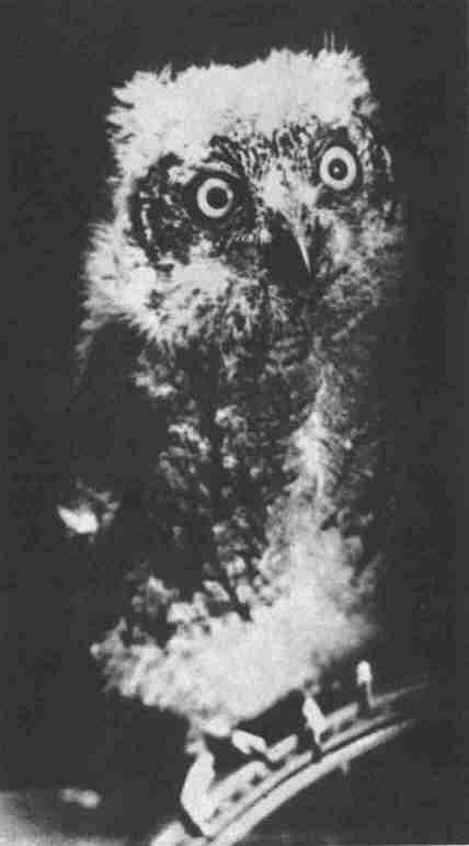 Заводи кого угодно, только не крокодила! - i_067.jpg