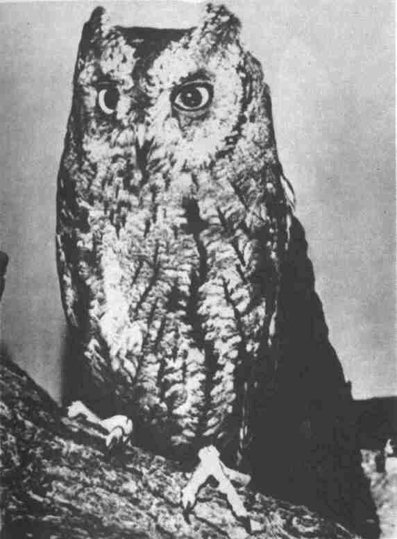 Заводи кого угодно, только не крокодила! - i_068.jpg