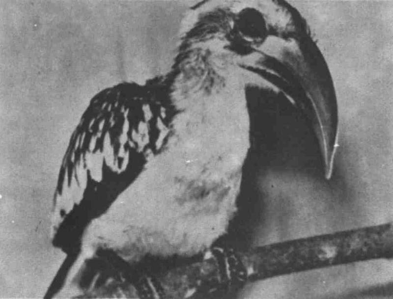 Заводи кого угодно, только не крокодила! - i_069.jpg