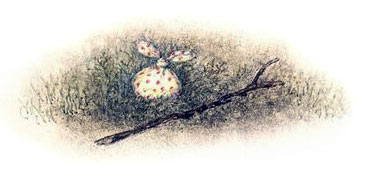 Ёжик в тумане (иллюстр. Ф.Ярбусовой) - i_002.jpg