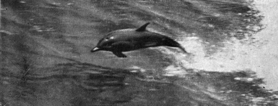 Атлантический рейс - pic_35.jpg