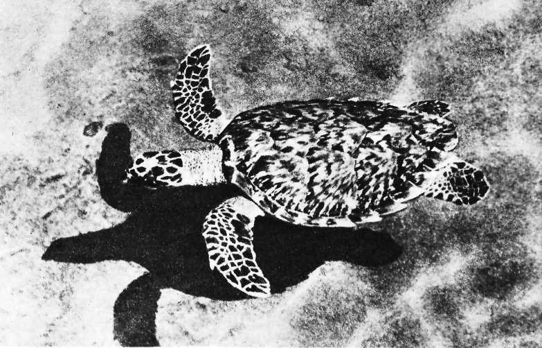 Карибский сувенир - i_039.jpg