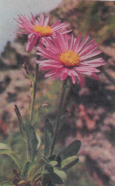 Лiкарськi рослини Прикарпаття - i_002.jpg