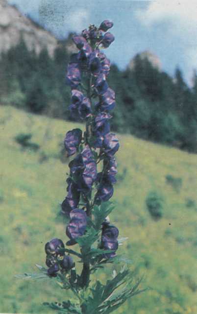 Лiкарськi рослини Прикарпаття - i_003.jpg