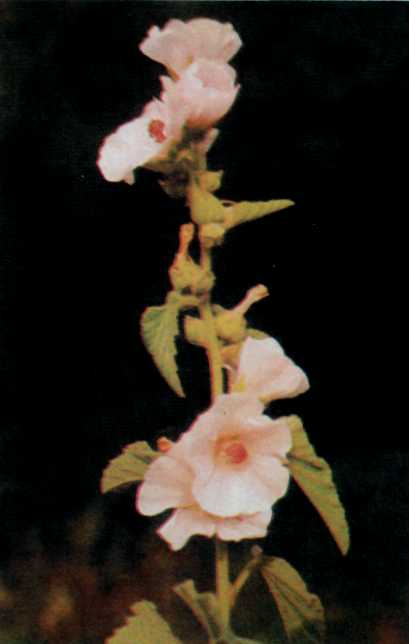 Лiкарськi рослини Прикарпаття - i_004.jpg