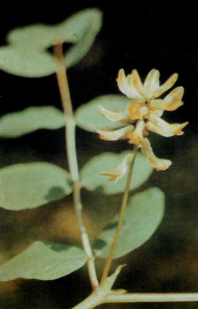 Лiкарськi рослини Прикарпаття - i_006.jpg