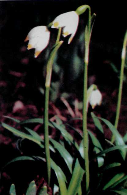 Лiкарськi рослини Прикарпаття - i_008.jpg