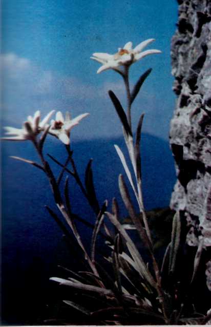 Лiкарськi рослини Прикарпаття - i_009.jpg