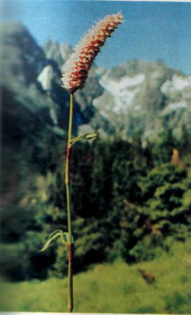 Лiкарськi рослини Прикарпаття - i_011.jpg