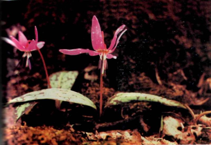 Лiкарськi рослини Прикарпаття - i_012.jpg