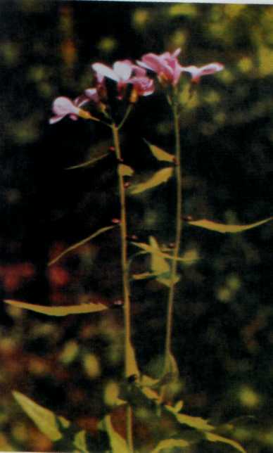 Лiкарськi рослини Прикарпаття - i_015.jpg