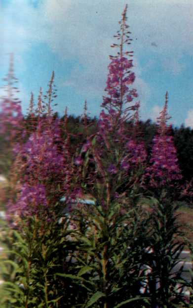 Лiкарськi рослини Прикарпаття - i_016.jpg