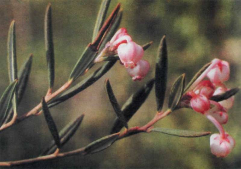 Лiкарськi рослини Прикарпаття - i_017.jpg