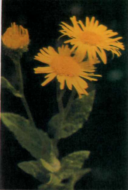 Лiкарськi рослини Прикарпаття - i_020.jpg