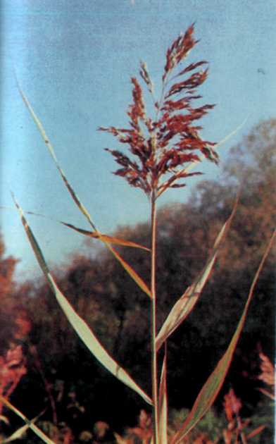 Лiкарськi рослини Прикарпаття - i_021.jpg