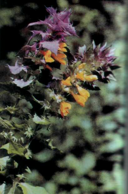 Лiкарськi рослини Прикарпаття - i_022.jpg