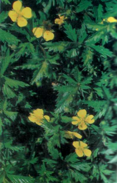 Лiкарськi рослини Прикарпаття - i_023.jpg