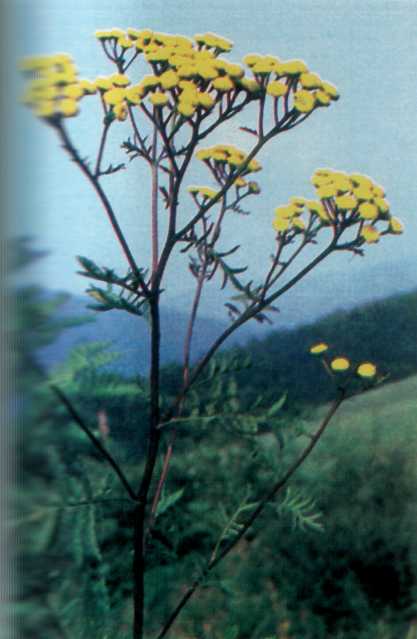 Лiкарськi рослини Прикарпаття - i_024.jpg