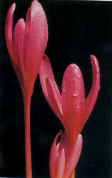 Лiкарськi рослини Прикарпаття - i_025.jpg