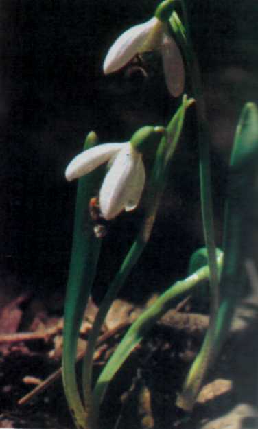 Лiкарськi рослини Прикарпаття - i_026.jpg