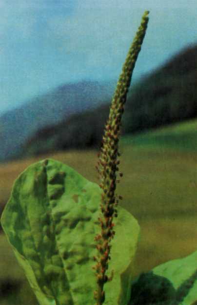 Лiкарськi рослини Прикарпаття - i_027.jpg