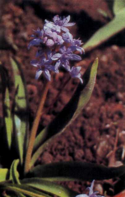 Лiкарськi рослини Прикарпаття - i_028.jpg