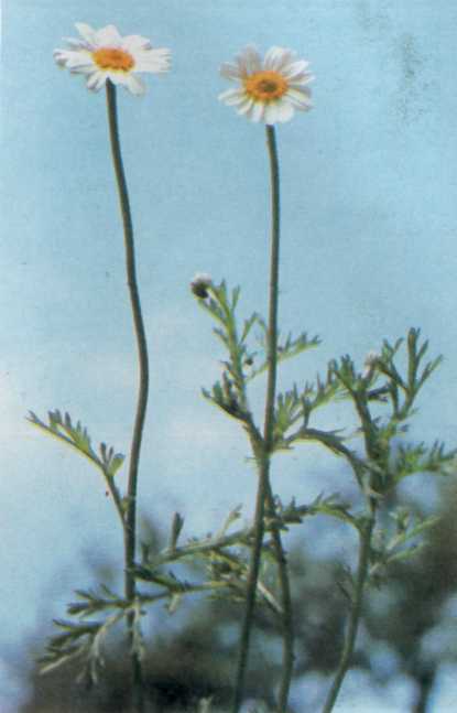 Лiкарськi рослини Прикарпаття - i_030.jpg