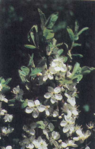 Лiкарськi рослини Прикарпаття - i_032.jpg