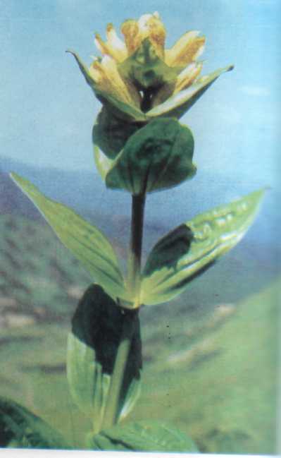 Лiкарськi рослини Прикарпаття - i_033.jpg